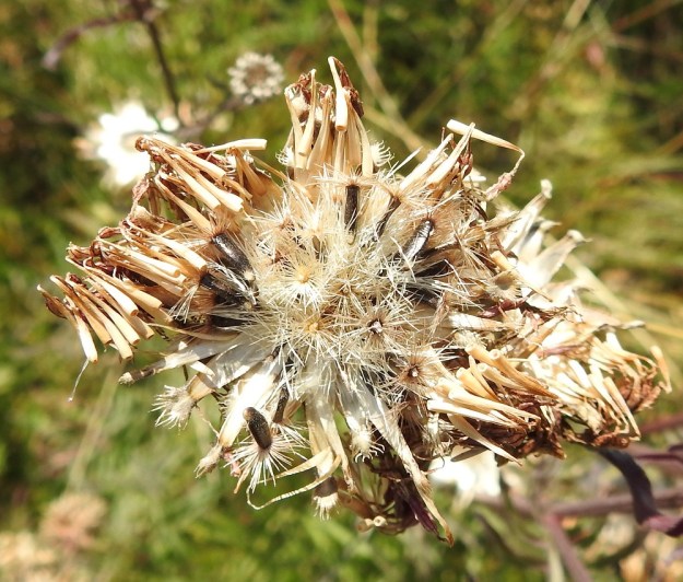 Centaurea scabiosa - ketokaunokin pohjuspähkylä on pitkulainen, enemmän tai vähemmän ruskea ja tavallisesti noin 4-5 mm pitkä. Verhiö säilyy hieman pidentyneenä pappuksena pähkylän kärjessä, mutta lentoapua leviämiseen se ei juurikaan tarjoa. Hajonneen mykerön laiteilla ja osin vielä pähkylöissä kiinni näkyvät kuihtuneet kehräkukkien teriöt. EH, Hämeenlinna, Sairio, Sairionranta, radanvarsiketo Vanajaveden rannassa, ulkoilureitin varressa, 16.8.2022. Copyright Hannu Kämäräinen.