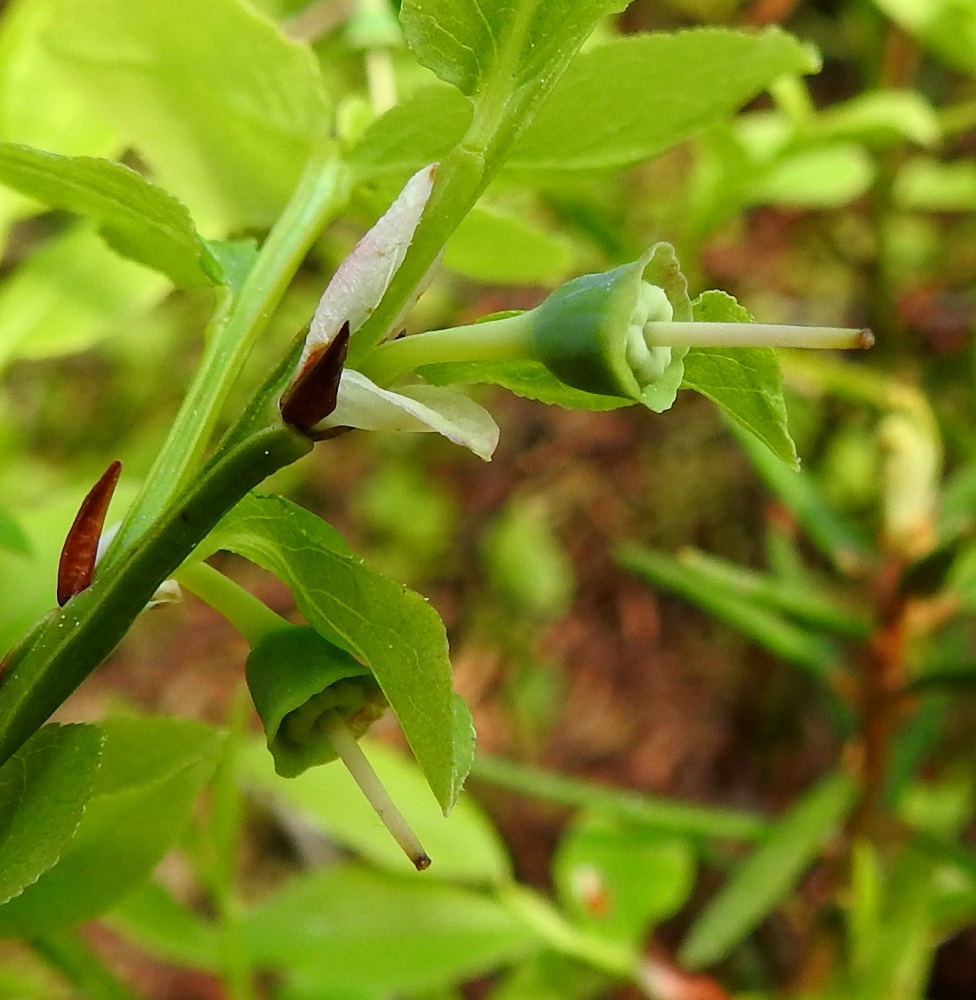 Vaccinium myrtillus - (kangas)mustikan teriön tipahdettua pois näkyviin jäävät pitkänä ja suorana sojottava emin vartalo ja sikiäin. Kapean verhiöreunuksen takana on kukkapohjus, joka alkaa paisua marjaksi. EH, Hämeenlinna, Pullerinmäki, Ahvenistonharjun juurella olevan Kahtoilammen luoteispään rantarämeen reuna-alue, 1.6.2022. Kuva Hannu Kämäräinen.