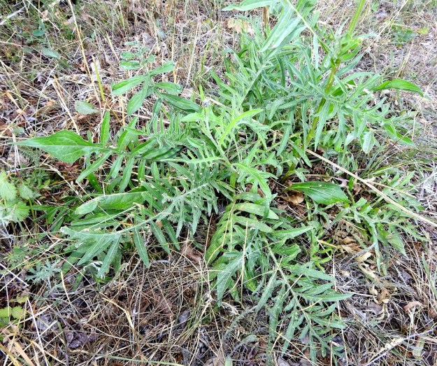 Centaurea scabiosa - ketokaunokin tyvilehdet ovat useimmiten pariosaisesti liuskaiset. Lehtilapa on tavallisesti noin 10-25 cm pitkä. A, Finström, Bastö, N-pää, Bastövägenin päästä lähtevän Ekuddsvägenin pikkutien laitaniitty, 13.7.2022. Copyright Hannu Kämäräinen.