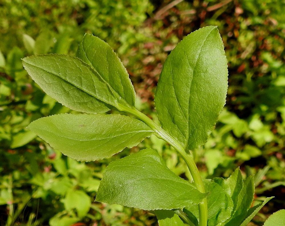 Vaccinium myrtillus - (kangas)mustikan lehdet ovat helakanvihreät, ohuet, taipuisat ja lyhytruotiset. Lapa on soikea tai puikeahko ja reunoiltaan suora sekä pienihampainen. Pääsuonten lisäksi myös sivusuonten tiheä verkko näkyy niin ala- kuin yläpuolellakin. Kooltaan lehdet ovat tavallisesti noin 10-25 mm pitkät ja noin 5-15 mm leveät sekä molemmin puolin lähes tai aivan kaljut. EH, Hämeenlinna, Pullerinmäki, Ahvenistonharjun juurella olevan Kahtoilammen luoteispään rantarämeen reuna-alue, 1.6.2022. Kuva Hannu Kämäräinen.