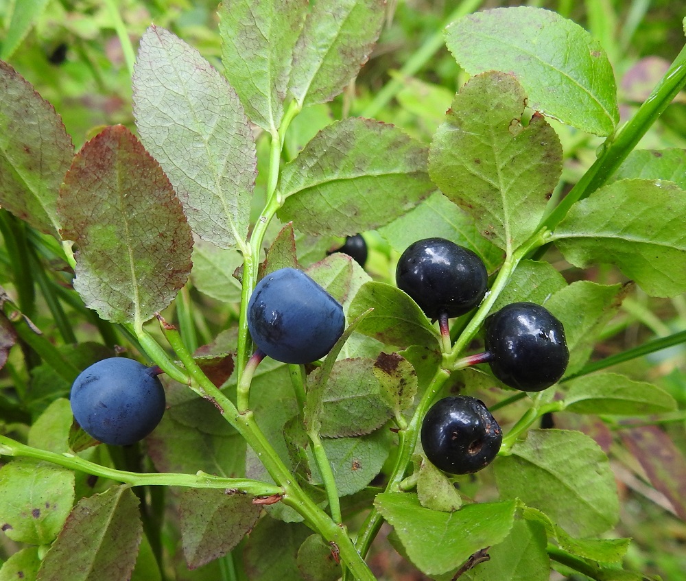 Vaccinium myrtillus - (kangas)mustikan sinimarjaisen varvikon seassa kasvaa toisinaan mustia, papinmustikoiksikin kutsuttuja marjoja. Kyseessä on perinnöllinen ominaisuus, jonka vaikutuksesta marjan pinnalle ei kehitykään normaalia, sinisävyn synnyttävää vahakerrosta. EH, Hämeenlinna, Loimalahti, Kolkanmäen sivua kulkevan ulkoilureitin laitametsä, 29.7.2022. Kuva Hannu Kämäräinen.