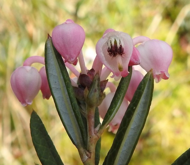 Andromeda polifolia - suokukan kukassa on kymmenen hedettä, jotka jäävät kokonaan ruukkumaisen teriön sisälle. Palhot ovat valkoiset ja karvaiset. Ruskeat ponnet ovat sukasikkaat. Emiö on tanakan yksivartaloinen ja -luottinen. Koko teriön sisäpinta on karvainen. EH, Hämeenlinna, Pullerinmäki, Ahvenistonharjun juurella olevan Kahtoilammen luoteispään rantaneva lähellä vesirajaa, 1.6.2022. Copyright Hannu Kämäräinen.