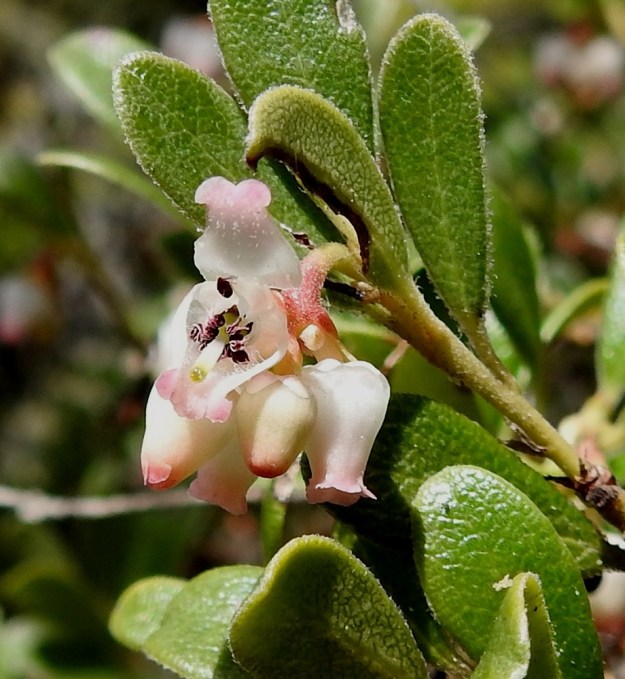 Arctostaphylos uva-ursi - (kangas)sianpuolukan teriö on sisäpuolelta karvainen. Heteitä on kymmenen ja ne jäävät kokonaan ruukkumaisen teriön sisälle. Tummissa ponsissa on pitkä sukanen. Emiö on yksivartaloinen ja -luottinen. Vartalo on kukintavaiheessa noin 4-5 mm pitkä. Vihreä, lyhyen levymäinen ja pyöreä luotti ulottuu teriön kärkiliuskojen tyvelle saakka. EH, Hämeenlinna, Luhtiala, Aulangonjärven koilisranta, Levonkallio, 20.5.2022. Copyright Hannu Kämäräinen.