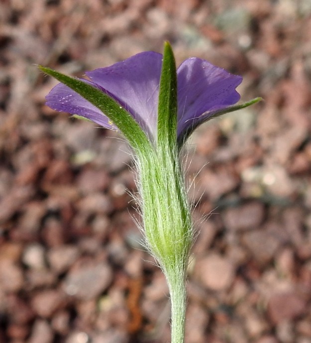 Agrostemma githago - isoaurankukan verhiö on yhdislehtinen, kärjestään pitkästi viisiliuskainen ja tavallisesti noin 20-50 mm pitkä. Se on tiheästi pitkäkarvainen. Karvat ovat pinnanmyötäisiä tai yläviistoon siirottavia hapsikarvoja. Verhiön yhdislehtinen torviosa on useimmiten liuskoja lyhyempi. Kärkiliuskat ovat tasasoukat tai kapean suikeahkot ja suippokärkiset sekä tavallisesti noin 10-35 mm pitkät ja noin 1-3 mm leveät. 11.7.2022. Copyright Hannu Kämäräinen.
