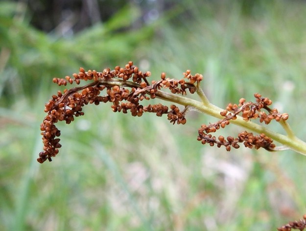 Botrypus virginianus (Botrychium virginianum) - lehtonoidanlukon itiöpesäkkeet ovat lopulta punaruskeat. Ne avautuvat pesäkkeen puolivälissä olevasta saumasta. 23.8.2022. Copyright Hannu Kämäräinen.