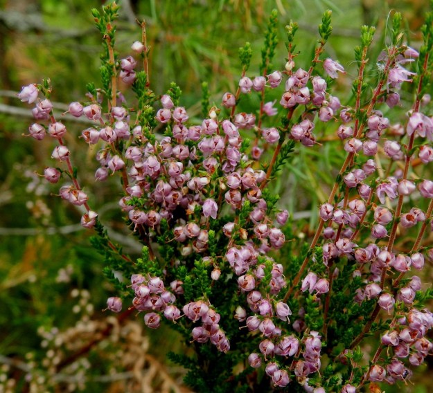 Calluna vulgaris - (kangas)kanervan kukinnan jälkeen kukan verholehdet kiertyvät tiiviisti emiön ympärille suojaten kehittyvää kotaa. EH, Hämeenlinna, Loimalahti, Kolkanmäki, mäntykangas, 20.8.2011. Copyright Hannu Kämäräinen.