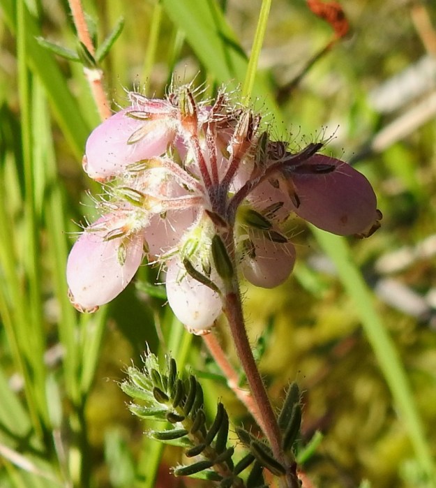 Erica tetralix - nummikellokanervan kukkaperät ovat puna- tai kellanruskeat, villakarvaiset ja yleensä noin 2-5 mm pitkät. Niiden kärkiosassa on 2-3 varsilehtien kaltaista esilehteä. Verholehtiä on neljä. Ne ovat vihreät tai punertavat, villakarvaiset ja reunoiltaan pitkä- ja nystykarvaiset. Pituutta niillä on noin 2,5-3,5 mm. 10.8.2022. Copyright Hannu Kämäräinen.