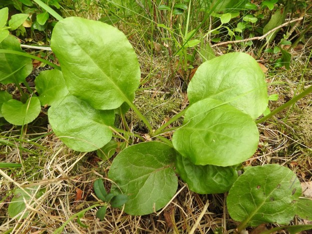 Pyrola media - kellotalvikin lehdet ovat tyvellä harsuhkona ruusukkeena. Lehtiruoti on kapeahkosti siipipalteinen ja yleensä noin 2-5 cm pitkä sekä noin lehtilavan mittainen tai sitä lyhyempi. Lapa on pyöreä tai pitkänpyöreä ja kärjestään pyöreä tai hyvin lyhyesti suippeneva. Tyvi on usein lähes suora. Lehtilapa on tavallisesti noin 3-5 cm pitkä ja leveimmältä kohtaa noin 2,5-4,5 cm leveä. EH, Hämeenlinna, Loimalahti, Kolkanmäen sivua kulkevan ulkoilureitin laitametsä, 2.7.2022. Copyright Hannu Kämäräinen.