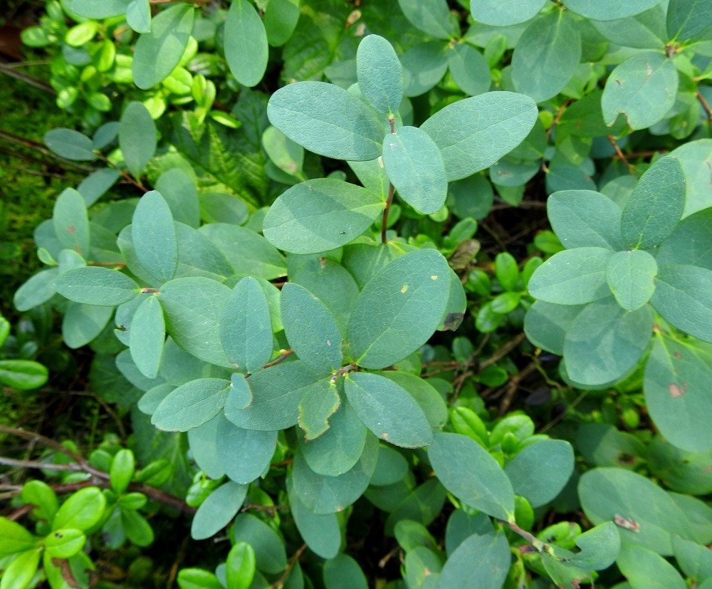 Vaccinium uliginosum subsp. uliginosum - suojuolukan lehdet ovat versossa kierteisesti. Ne muuttuvat alkukesän vaalean vihreyden jälkeen sinivihreiksi. Syysväri niillä on keltainen tai punainen. 20.7.2022. Copyright Hannu Kämäräinen.