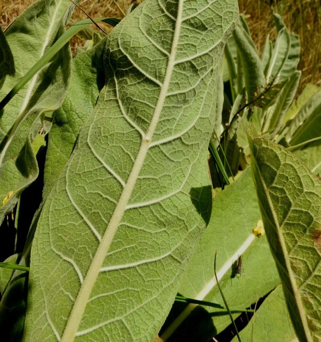 Verbascum speciosum - pustantulikukan lehdet ovat molemmin puolin tiheästi tähtikarvaiset. 13.7.2022. Copyright Hannu Kämäräinen.