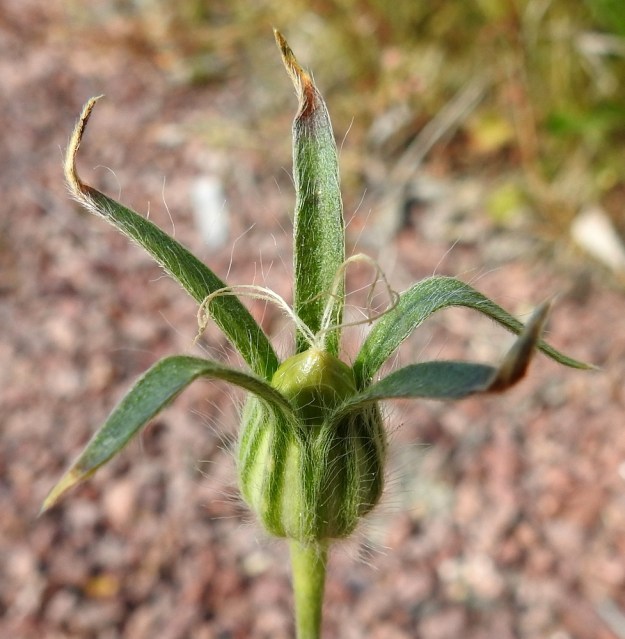 Agrostemma githago - isoaurankukan verhiön yhdislehtinen torviosa paisuu hedelmävaiheessa ruukkumaiseksi, jolloin suonetkin näkyvät selvemmin. Kota on munamainen ja hieman verhiöntorvea pitempi. Se on tavallisesti noin 15-25 mm pitkä ja noin 8-12 mm leveä. Aluksi emin luotit ovat vielä siinä kiinni. Kota avautuu kärjestään viisiliuskaisesti. Nystermäpintaiset siemenet ovat voimakkaan myrkyllisiä. Ne saattoivat entisaikaan pilata viljaeriä ja aiheuttaa myrkytyksiäkin. 11.7.2022. Copyright Hannu Kämäräinen.