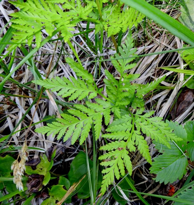 Botrypus virginianus (Botrychium virginianum) - lehtonoidanlukon versoista yleensä osa jää kokonaan steriileiksi eli itiöpesäkkeellistä haaraa ei ollenkaan muodostu. Tällaista yksilöä ei helposti huomaa muun kasvillisuuden joukosta varsinkin, kun se äkkivilkaisulla muistuttaa koiranputken lehteä tai minikokoista sananjalkaa. 7.7.2022. Copyright Hannu Kämäräinen.