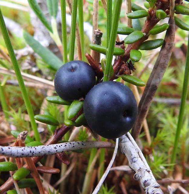 Empetrum nigrum subsp. nigrum - (musta)variksenmarjan subsp. etelänvariksenmarjan luumarja on musta, kiiltävä ja mehevä. Se on yleensä pyöreämuotoinen ja läpimitaltaan noin 5 mm. Marjan kärjessä säilyy luotti säteineen. Heteistä ei kaksikotisen nimialalajin marjassa tietysti näy jälkeäkään. Sen sijaan yksikotisella pohjanvariksenmarjalla marjan kärjessä säilyy pitkään myös heteitä. Kn, Kuhmo, Rekulanvaara, Jotuniementien varren kuivahtanut suolaikku, 10.8.2022. Copyright Hannu Kämäräinen.