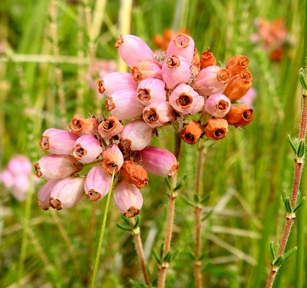 Erica tetralix - nummikellokanervan teriöt alkavat lakastua yksitellen samassa tahdissa kuin ovat aikanaan avautuneetkin. Voi olla, että myös kukkien pölyttyminen laukaisee rapistumisen. 10.8.2022. Copyright Hannu Kämäräinen.