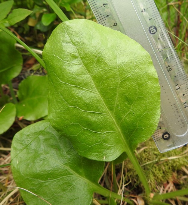 Pyrola media - kellotalvikin lehdet ovat paksuhkot, nahkeat ja jossain määrin kuhmuraiset sekä talvehtivat. Lapa on päältä himmeäkiiltoinen ja toisinaan sillä voi olla kokoa selvästi tavallisia mittoja enemmän. EH, Hämeenlinna, Loimalahti, Kolkanmäen sivua kulkevan ulkoilureitin laitametsä, 2.7.2022. Copyright Hannu Kämäräinen.