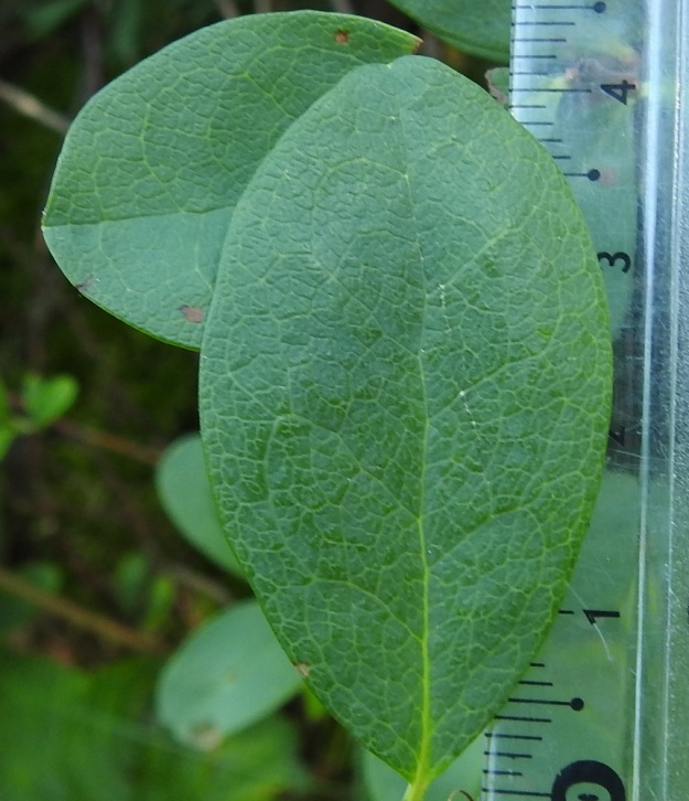 Vaccinium uliginosum subsp. uliginosum - (taiga)juolukan subsp. suojuolukan lehtilapa on vastapuikea tai soikea ja pyöreähkö- tai suippopäinen. Yläpuoli on kiilloton ja kalju. Pituutta täysikasvuisella lehtilavalla on tavallisesti noin 10-40 mm ja leveyttä leveimmältä kohtaa noin 5-25 mm. Erityisesti rämekasvupaikoilla, kuten kuvassa, lehdet kasvavat usein kookkaiksi. 20.7.2022. Copyright Hannu Kämäräinen.