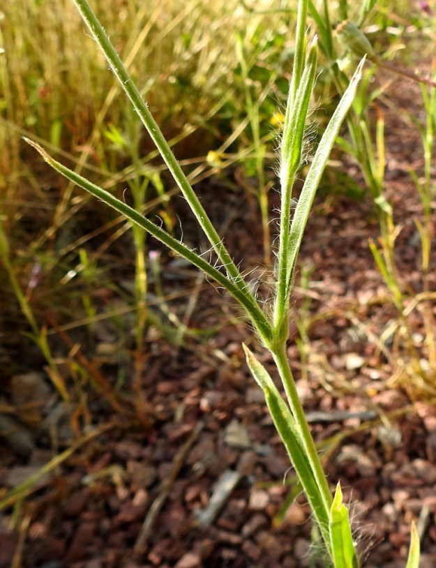 Agrostemma githago - isoaurankukan lehdet ovat varrella vastakkain. Ne ovat ruodittomat, tyvestään yhdiskasvuiset ja ehytlaitaiset. Malliltaan ne ovat tasasoukat tai kapean suikeahkot ja suippokärkiset. Pituutta lehdillä on tavallisesti noin 2-10 cm ja leveyttä vain noin 2-5 mm. 11.7.2022. Copyright Hannu Kämäräinen.
