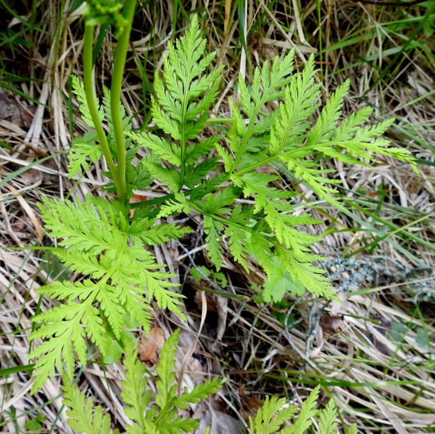 Botrypus virginianus (Botrychium virginianum) - lehtonoidanlukon steriili lehtilapa on kellanvihreä, ohut ja 2-3 kertaa parilehdykkäinen sekä malliltaan leveän kolmiomainen. Pituutta sillä on tavallisesti noin 7-12 cm ja leveyttä leveimmältä kohtaa noin 10-20 cm. Alin sivulehdykkäpari on yleensä selvästi muita kookkaampi ja kolmiomainen tai leveänpuikea. 7.7.2022. Copyright Hannu Kämäräinen.