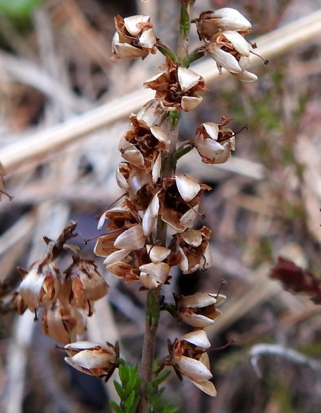 Calluna vulgaris - (kangas)kanervan kodan päässä pysyy pitkään kuivunut emin vartalo ja luotti. Ne pysyvät yleensä mukana kärjestään avautuneessa kodassa vielä talvenkin yli. EH, Hämeenlinna, Loimalahti, Kolkanmäki, mäntykangas, 1.5.2022. Copyright Hannu Kämäräinen.