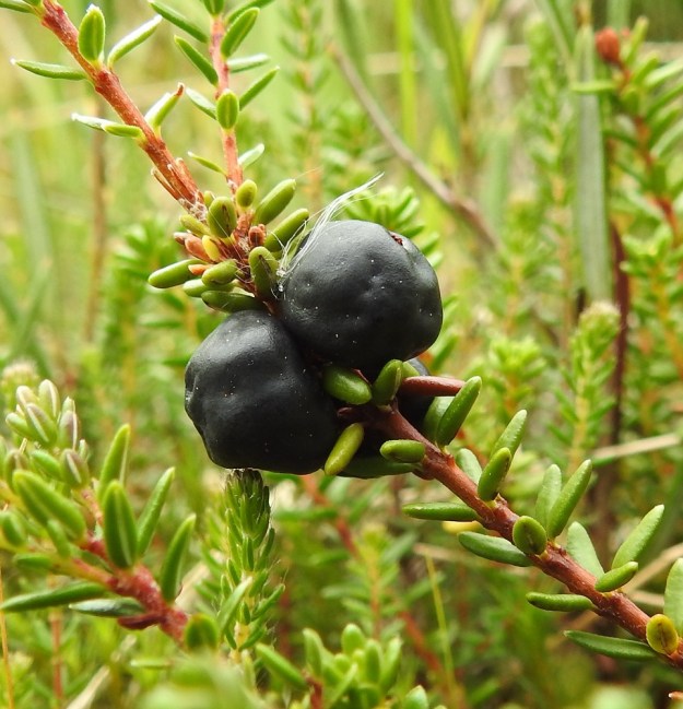 Empetrum nigrum subsp. nigrum - (musta)variksenmarjan subsp. etelänvariksenmarjan luumarjat ovat toisinaan myös kulmikkaita. Variksenmarjan luumarja sisältää C-vitamiinia noin kaksi kertaa enemmän kuin mustikka tai puolukka. Saamelaiset ovatkin käyttäneet sitä C-vitamiinin puutostaudin, keripukin torjuntaan. Kn, Kuhmo, Rekulanvaara, Jotuniementien varren kuivahtanut suolaikku, 10.8.2022. Copyright Hannu Kämäräinen.
