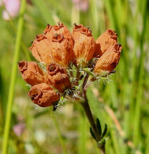 Erica tetralix - nummikellokanervan kukinnan ohittaneet teriöt muuttuvat kuihtuessaan ruskeiksi ja kukinto nousee yleensä pystyyn. Teriön rypistyessä emin vartalo ja luotti tulevat selvemmin näkyviin. Kota kehittyy loppuun saakka teriön suojissa. 10.8.2022. Copyright Hannu Kämäräinen.