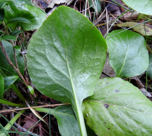 Pyrola media - kellotalvikin lehtilapa on myös alta vihreä. Sen laita on matalanyhäinen tai -hampainen. EH, Hämeenlinna, Loimalahti, Kolkanmäen sivua kulkevan ulkoilureitin laitametsä, 2.7.2022. Copyright Hannu Kämäräinen.