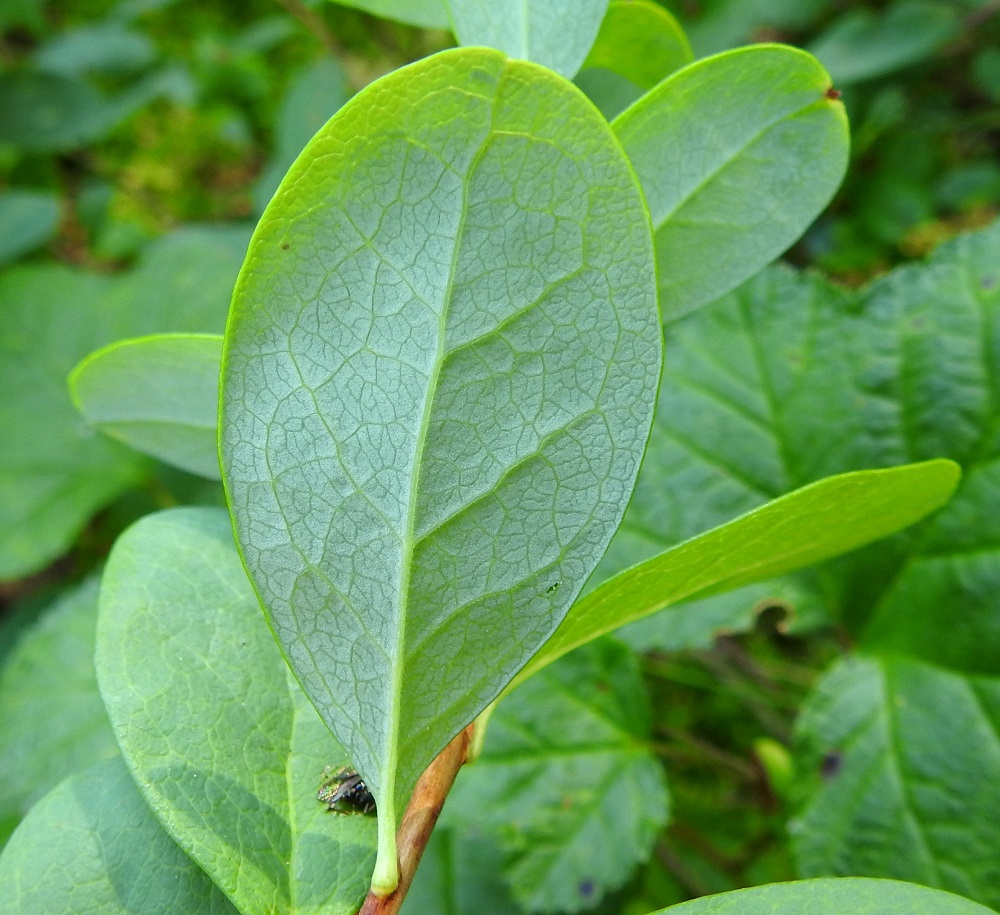 Vaccinium uliginosum subsp. uliginosum - suojuolukan lehtilaita on ehyt ja hieman alaspäin kiertynyt. Alapinta on kohosuoninen ja kalju tai toisinaan hienokarvainen. Pääsuonten lisäksi myös sivusuonten tiheä verkko näkyy niin ala- kuin yläpuolellakin. Ruoti on tavallisesti noin 2-3 mm pitkä. 20.7.2022. Copyright Hannu Kämäräinen.