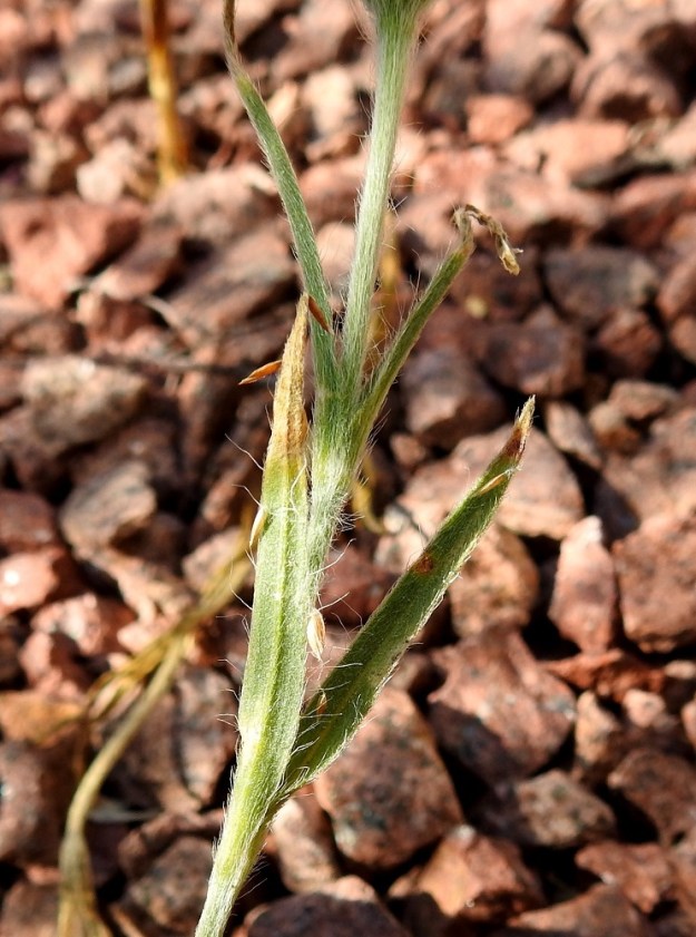 Agrostemma githago - isoaurankukan varsi, haarat ja lehdet molemmin puolin ovat tiheästi pitkä- ja lähes tai aivan myötäkarvaiset. Karvat ovat suoria, harmahtavia ja yleensä noin 2-3 mm pitkiä hapsikarvoja. Tiheän karvoituksen vuoksi varret ja haarat ovat harmaanvihreät. Lehtien laidoilla on lisäksi harvakseen siirottavia ja noin 4-5 mm pitkiä hapsikarvoja. 11.7.2022. Copyright Hannu Kämäräinen.