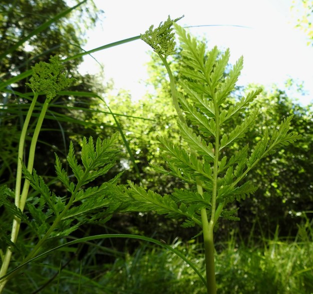 Botrypus virginianus (Botrychium virginianum) - lehtonoidanlukon steriili lehtilapa on ruoditon tai siinä on lyhyt, enintään noin 5 mm pitkä, paksu ruoti. Lapa on molemmilta puolilta suunnilleen samanvärinen. Aivan nuorena se on hieman karvainen ja myöhemmin kalju. 7.7.2022. Copyright Hannu Kämäräinen.