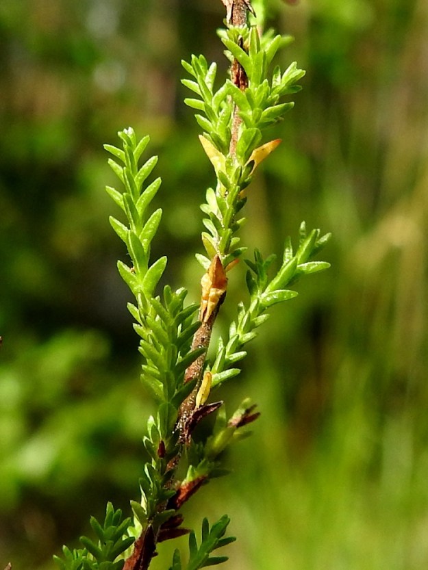 Calluna vulgaris - (kangas)kanervan lehdet talvehtivat. Ne ovat ristikkäin olevina pareina vastakkain. Neulasmaiset lehdet ovat ruodittomat ja niiden yläpinta on kalju ja alaspäin lähes ympäri asti kiertynyt niin, että väliin jää vain kapea rako. Lapa on yleensä noin 2-3 mm pitkä ja kiertyneenä noin 0,5-1 mm leveä. EH, Hämeenlinna, Loimalahti, Kolkanmäki, mäntykangas, 25.7.2022. Copyright Hannu Kämäräinen.