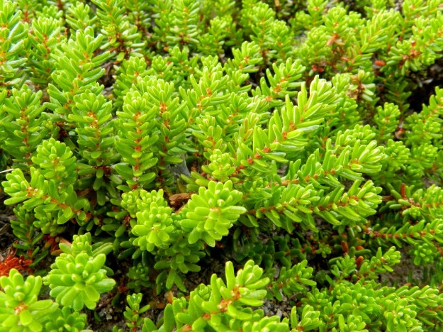 Empetrum nigrum subsp. nigrum - (musta)variksenmarjan subsp. etelänvariksenmarjan neulasmaiset lehdet ovat uusissa versoissa hyvin tiheässä. Ne ovat nuoruusvaiheessa vaaleanvihreät. V, Kemiönsaari, Hiittisten saaristo, Örö, saaren länsipuolen merenranta, 14.7.2012. Copyright Hannu Kämäräinen.