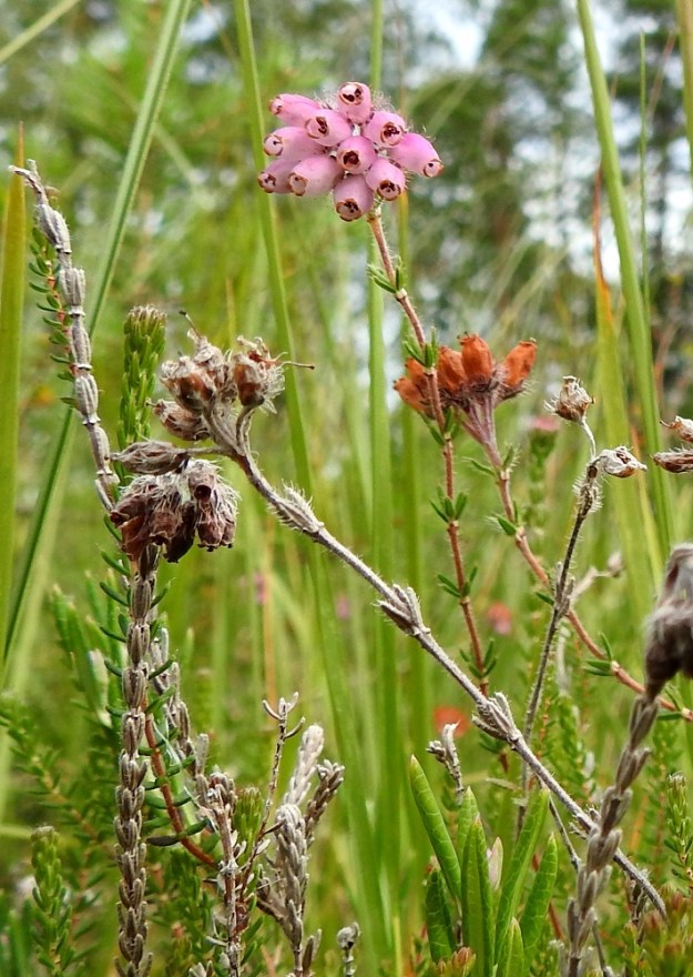 Erica tetralix - nummikellokanervan kuivuneet kukintovarret ja sitkeiden teriöiden suojassa kehittyneet ja kärjestään avautuneet kodat voivat säilyä seuraavaan kesään saakka. Myös emin vartalo ja luotti sinnittelevät mukana edelleen. Näkymättömiin jäävä kota on pitkulainen ja karvainen sekä yleensä noin 4-7 mm pitkä. 10.8.2022. Copyright Hannu Kämäräinen.
