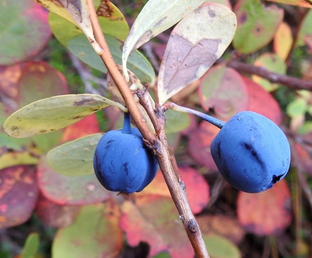 Vaccinium uliginosum subsp. uliginosum - (taiga)juolukan subsp. suojuolukan marja on kypsänä sininen tai harmaansininen ja kiilloton sekä noin 8-12 mm pitkä. Sen kärjessä säilyy jäänteitä verhiön liuskoista. Marja on sisältä vaalea, mehukas ja maultaan makea. 21.9.2022. Copyright Hannu Kämäräinen.