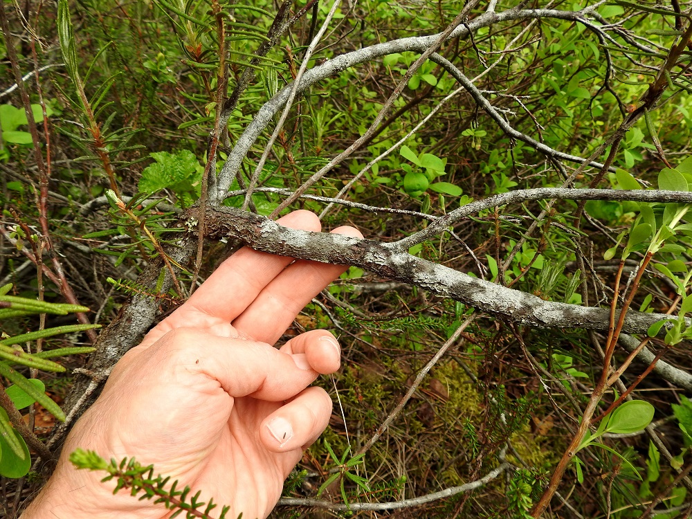 Vaccinium uliginosum subsp. uliginosum - suojuolukka kasvaa varsinkin eteläisemmän Suomen rämeillä usein pensasmaiseksi. Tyvivarret voivat vankistua jopa lähes sormen vahvuisiksi. 9.6.2022. Copyright Hannu Kämäräinen.
