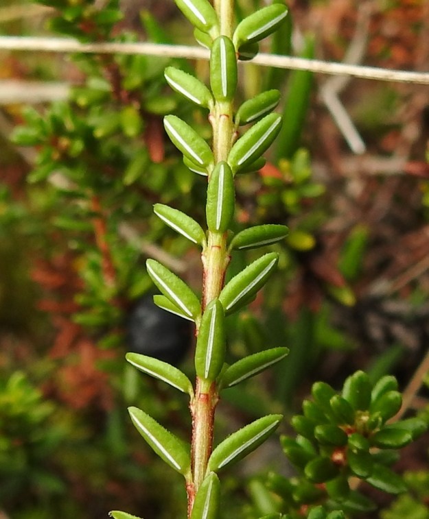 Empetrum nigrum subsp. nigrum - (musta)variksenmarjan subsp. etelänvariksenmarjan lehdet ovat versossa kierteisesti tai hyvin lähekkäin, lähes neljän, viiden lehden kiehkuroina. Ne ovat nahkeat ja talvehtivat sekä lyhytruotiset. Lehtiruoti on varrenmyötäinen ja noin 0,5-1 mm pitkä. Lehtilapa on enimmäkseen tasasoukan pitkulainen ja tavallisesti noin 3-5 mm pitkä ja noin 1-1,5 mm leveä. Lapa on ontto johtuen siitä, että se on todellisuudessa kiertynyt alaspäin ympäri asti. Erityisesti laidat ovat nuorena lyhyen nystykarvaiset. Alapinta on kupera ja sen keskellä on vaalea, viirumainen sauma, joka on samassa tasossa alapinnan kanssa. Kn, Kuhmo, Rekulanvaara, Jotuniementien varren kuivahtanut suolaikku, 10.8.2022. Copyright Hannu Kämäräinen.