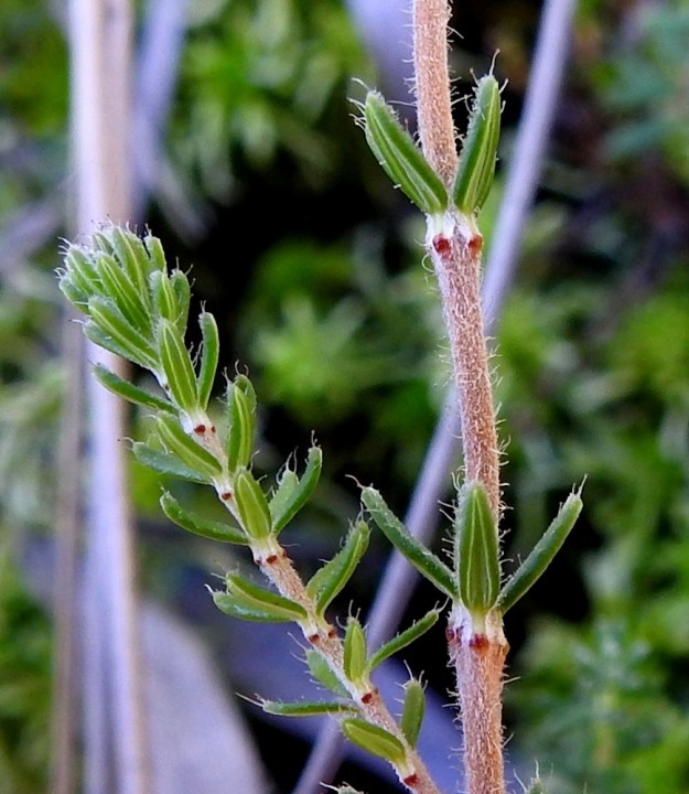 Erica tetralix - nummikellokanervan ylemmät varret ja haarat ovat puna- tai kellanruskeat ja tiheästi lyhytkarvaiset sekä harvahkosti pitkä- ja nystykarvaiset. Lehdet ovat talvehtivat, lyhytruotiset ja vihreät tai harmaanvihreät. Lehtiruoti on tiiviisti varrenmyötäinen ja noin 0,5-1 mm pitkä. Sen tyvellä on ulkoneva, punaruskea nystermä. Lehtilapa on neulasmainen, lähes tasasoukka tai kapeansuikea ja tavallisesti noin 3-6 mm pitkä sekä leveimmältä kohtaa noin 1 mm leveä. Se on päältä hyvin lyhyesti nukkakarvainen ja reunoiltaan pitkä- ja nystykarvainen. Lehden laita on alaspäin kiertynyt lähes ympäri asti. 10.8.2022. Copyright Hannu Kämäräinen.