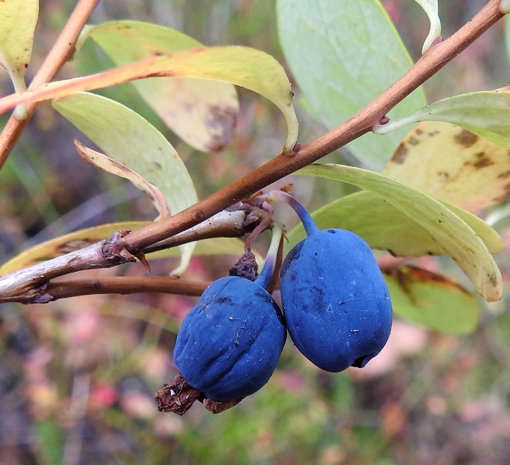 Vaccinium uliginosum subsp. uliginosum - (taiga)juolukan subsp. suojuolukan marja on yleensä pallomainen ja hieman kulmikas, kuten edellisessä kuvassa sekä pitkänpyöreä tai munanmuotoinen, kuten oheisessa kuvassa. Kuvassa marjojen vieressä näkyvät uudet vuosiversot, jotka ovat, toisin kuin mustikalla, liereät ja muuttuneet jo ruskeiksi. 21.9.2022. Copyright Hannu Kämäräinen.
