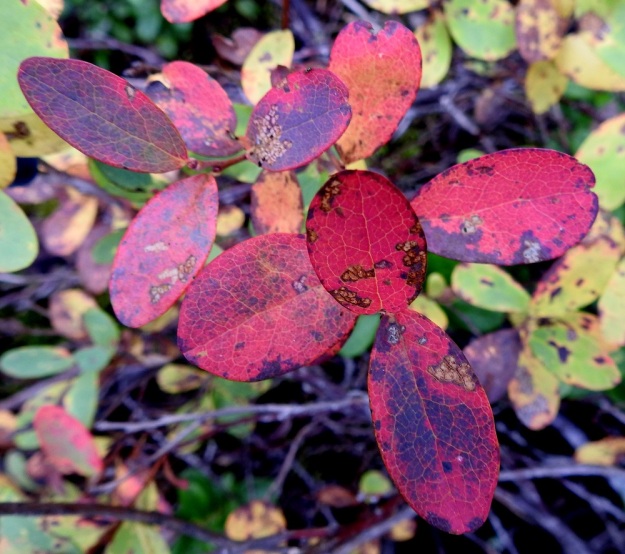 Vaccinium uliginosum subsp. uliginosum - (taiga)juolukan subsp. suojuolukan lehdet muuttuvat syksyllä ennen varisemistaan keltaisiksi tai punaisiksi. Eteläisemmässä Suomessa värikylläisyys on yleensä hyvin paikallista ja riippuu sateisuudesta sekä öiden lämpötiloista. Lapissa juolukalla on tärkeä osuus maaruskan värien synnyssä. 21.9.2022. Copyright Hannu Kämäräinen.