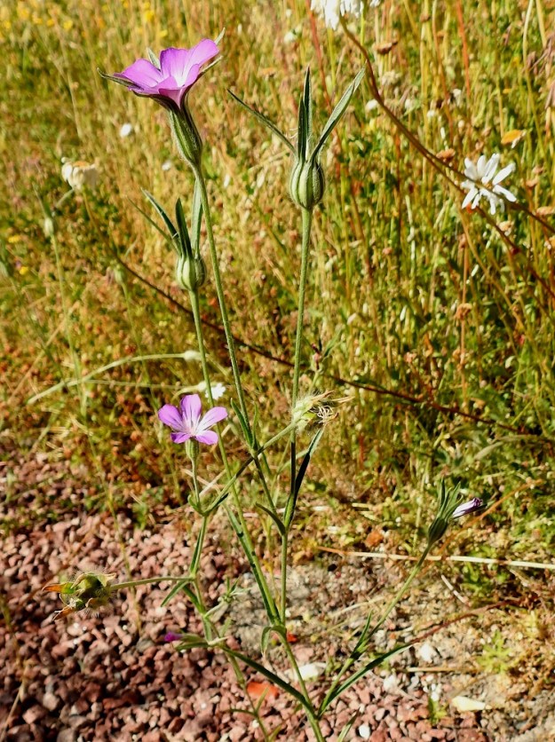 Agrostemma githago - isoaurankukka on yksivuotinen ja tavallisesti noin 20-60 cm korkea ruoho, joka on pysty ja haaraton tai yläosastaan haarova. A, Maarianhamina, Ytternäs, Västra Ytternäsvägenin ja Altorpin mökkitien kulmaus, pienen tieuran laitaojanteen soraistetulla pohjalla lähes 100 m:n matkalla harvakseen ja varsiryhminä, 11.7.2022. Koko kuvasarja on samalta kasvupaikalta. Copyright Hannu Kämäräinen.