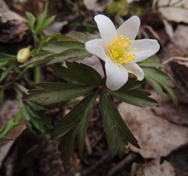 Anemone nemorosa - valkovuokon lehdet ovat ainakin nuorina molemmin puolin karvaiset. EH, Hämeenlinna, Sairio, Ruutikellarintien itäpuolinen metsä, 4.5.2013. Copyright Hannu Kämäräinen.