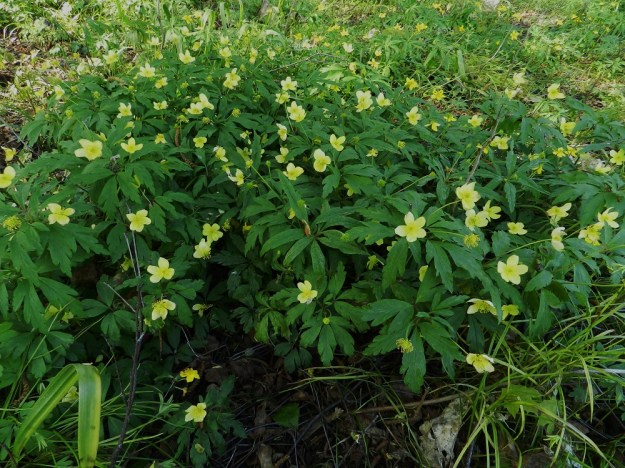 Anemone nemorosa x ranunculoides - ternivuokko on lisääntymiskyvytön risteymä, mutta se pystyy suikertavan juuristonsa avulla levittäytymään ja muodostamaan tiheitäkin klooneja. Kuten kuvastakin näkyy, jonkin verran pähkylöitä voi muodostua, mutta ne jäävät vaillinaisina itämättä. EH, Hattula, Sattula, Sattulantien laitametsikkö, 19.5.2012. Koko kuvasarja on samalta kasvupaikalta. Copyright Hannu Kämäräinen.