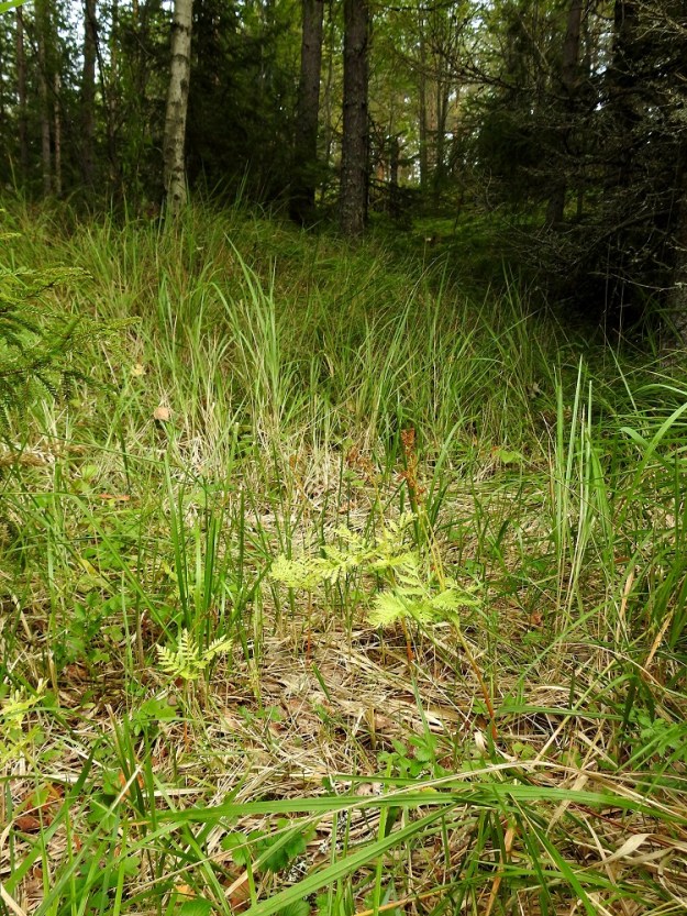 Botrypus virginianus (Botrychium virginianum) - lehtonoidanlukko kasvaa lähinnä lehdoissa, rehevissä kuusimetsissä, lehtopensaikoissa, lettokorvissa ja kuten kuvassa, metsänreunoissa. Se on löytänyt kasvupaikakseen myös tienpientareet ja erilaisten urien laiteet, jopa paljaan kivennäismaan. Olennaista on, että kasvupaikan maaperästä löytyy kalkkia. V, Salo, Suomusjärvi, Salmijärvi, vanhan kalkkilouhoksen lähialue, 23.8.2022. Koko kuvasarja on samalta kasvupaikalta. Copyright Hannu Kämäräinen.