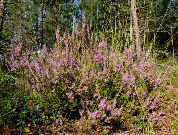 Calluna vulgaris - (kangas)kanerva on tiheähaarainen ja tavallisesti noin 10-50 cm korkea varpu. Se on kuivien kangasmetsien indikaattorilaji. Metsätyypin lyhennekin tulee sen tieteellisestä nimestä, CT, kanervatyyppi. Laji on yleinen tai hyvin yleinen koko maassa. Harvinaisempi se on vain Käsivarren Lapissa. EH, Hämeenlinna, Tuulos, Mäntynummi, Hevospierettämänmäki, 9.8.2015. Copyright Hannu Kämäräinen.