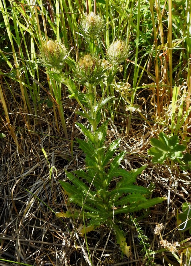 Carlina vulgaris - ketokurho on tavallisesti noin 10-35 cm korkea ja yleensä monimykeröinen. A, Sund, Kulla, Sundsvägeniltä lähtevän Gesterbyvägenin laitaruohikko, 12.7.2022. Kuva Hannu Kämäräinen.