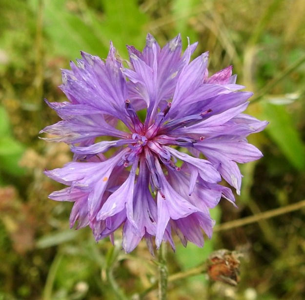 Centaurea cyanus - ruiskaunokin koristelajikkeilla laitakukkien määrää on lisätty niin, että ne ovat jopa kahdessa kerroksessa ja vastaavasti kehräkukkien määrä on vähäisempi kuin puhtailla luonnonkannoilla. EH, Hämeenlinna, Tiirinkoski, laajan peltoaukean laita, Hämeen Härkätien ja Haantien kulmauksessa olevan pellon reuna tienvarressa, 31.8.2022. Copyright Hannu Kämäräinen.