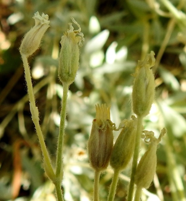 Cerastium tomentosum - hopeahärkin kukinnon tukilehdet ovat soikeat tai puikeat, karvoituksesta harmaat ja kärkiosastaan leveähkösti kalvolaitaiset. Kota on lieriömäinen, suora, noin 6-8 mm pitkä ja noin 3 mm leveä. Se on jonkin verran verhiötä pitempi. Kota avautuu 10-liuskaisesti. V, Lohja, Jantoniemi, Jantoniementien jyrkkä laitarinne, 7.7.2022. Copyright Hannu Kämäräinen.