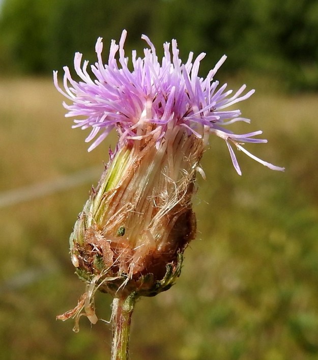 Cirsium arvense - pelto-ohdakkeen (kuvassa rikkapelto-ohdake var. arvense) avatusta mykeröstä on nähtävissä kehräkukkien rakenne. Pelkkä teriö on yleensä noin 13-18 mm pitkä ja nousee korkealle kehdon yläpuolelle. Sen kärkiosa on torvimainen, kapean viisiliuskainen ja noin 5-7 mm pitkä. Tyviosa on rihmamaisen tasasoukka, ja jää kokonaan kehdon sisään. Kuvan mykerö on emikukkainen. Oikeanpuolimmaisesta, sivulle siirottavasta teriöstä, jonka liuskoista vain kolme on jäljellä, näkee hyvin, kuinka heteet ovat jääneet kehittymättömiksi ja kuivuneet ruskehtaviksi. EH, Hämeenlinna, Loimalahti, Loimalahdentien Tervaniemeen ja Alajärven rantaan vievän loppupään laitaruohikko, 31.8.2022. Copyright Hannu Kämäräinen.