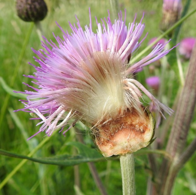 Cirsium heterophyllum - huopaohdakkeen mykerön halkaisukuvasta näkyy sen rakenne. Kehräkukkien teriöiden kärkiosa nousee korkealle kehdon yläpuolelle ja valkoinen tyviosa jää mykerön sisälle. Jo tässä vaiheessa mykeröpohjuksen päällä ovat nähtävissä pähkyläaihiot. Sulkahaiveniksi muuntuneet verhiöt verhoavat teriöiden tyviosaa. Tyvellä näkyy poikittain ja irronneina sukasmaisia kukkien tukisuomujen liuskoja. EH, Hämeenlinna, Voutila, Louhentien ja Killinkitien kulmauksen laitaruohikko, 2.7.2022. Copyright Hannu Kämäräinen.