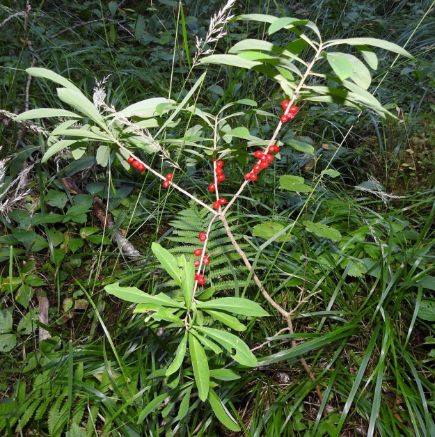 Daphne mezereum - (lehto)näsiä suorastaan tyrkyttää marjojen kypsyessä itseään näkyville ympäröivästä kasvillisuudesta. PS, Kuopio, Juankoski, Likolahti, Ala-Siikajärven itärannan Huosiaisniemi, lehtojensuojelualue, 9.8.2022. Copyright Hannu Kämäräinen.