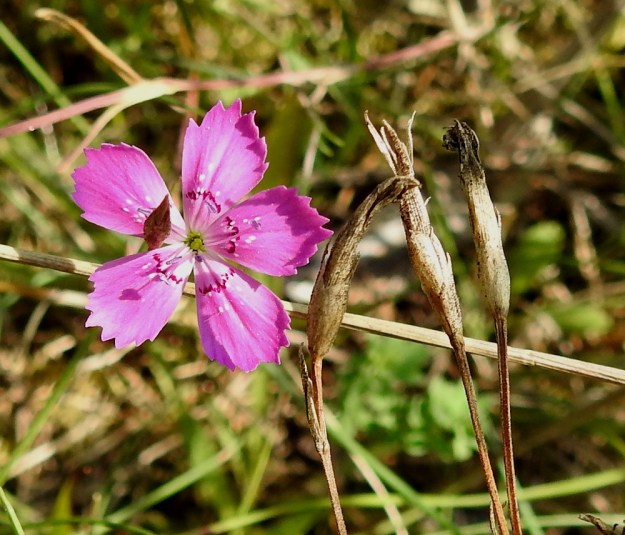 Dianthus deltoides - ketoneilikan kota on kapean soikea, noin 11-13 mm pitkä ja noin 3-3,5 mm paksu. Se avautuu päästään neliliuskaisesti. EH, Hämeenlinna, Sairio, radanvarsiketo Vanajaveden rannassa, 16.8.2022. Copyright Hannu Kämäräinen.